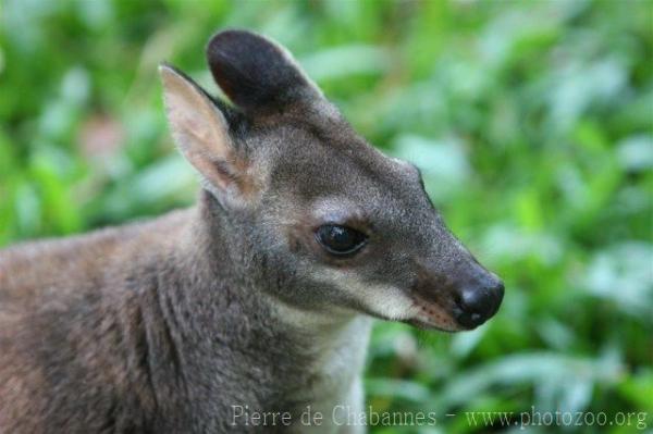 Monotremes, Marsupials & Rodents